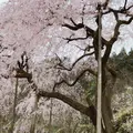 田ノ頭のしだれ桜の写真_227769