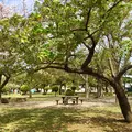篠崎公園の写真_229414