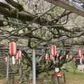 長正司公園 大藤棚の写真_232290