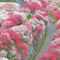 月川温泉の花桃の写真_235854