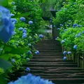 明月院（あじさい寺）の写真_236092