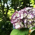 明月院（あじさい寺）の写真_242415