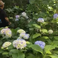 明月院（あじさい寺）の写真_242733