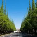 明治神宮外苑いちょう並木の写真_244779