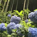 明月院（あじさい寺）の写真_246798