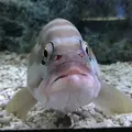 すみだ水族館の写真_254147