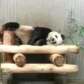 上野動物園の写真_260839