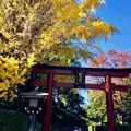 根津神社の写真_280675