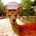 奈良公園の写真_293302