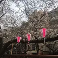 目黒川の桜並木の写真_305321
