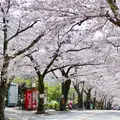 伊豆高原桜並木の写真_308740