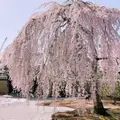 高台寺の写真_309288