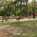 奈良公園の写真_315619