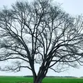 ハルニレの木の写真_322174