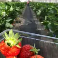 湯沢いちご村の写真_326560