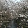 目黒川の桜並木の写真_331320