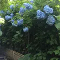 明月院（あじさい寺）の写真_339658