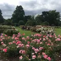 ロイヤル・ボタニック・ガーデンズ, キュー（Royal Botanic Gardens, Kew）の写真_341018