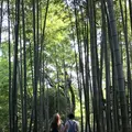 高台寺の写真_343353