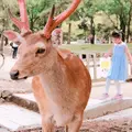 東大寺 南大門の写真_346547