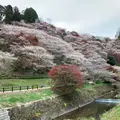 川見四季桜の里の写真_462167