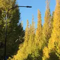 明治神宮外苑いちょう並木の写真_509231
