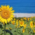 鳴り石の浜 ひまわり畑の写真_651728