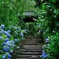 明月院（あじさい寺）の写真_658024