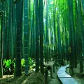 報国寺（竹寺）の写真_658030