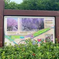 大三島藤公園の写真_803665
