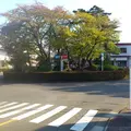桜ヶ丘ロータリーの写真_80883