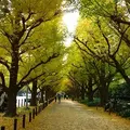 明治神宮外苑いちょう並木の写真_81289