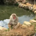嵐山モンキーパークいわたやまの写真_81640