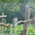 上野動物園の写真_82869