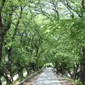 淀川河川公園背割堤地区の写真_85736