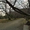 福岡城 本丸御殿跡の写真_869088