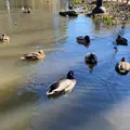 宝来公園の写真_881832