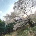 大山桜の写真_899100