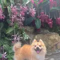 よへなあじさい園の写真_930270