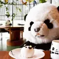 台北市立動物園大猫熊館の写真_953362