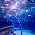 Shanghai Ocean Aquariumの写真_955707