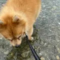 倉敷ダムの写真_965687