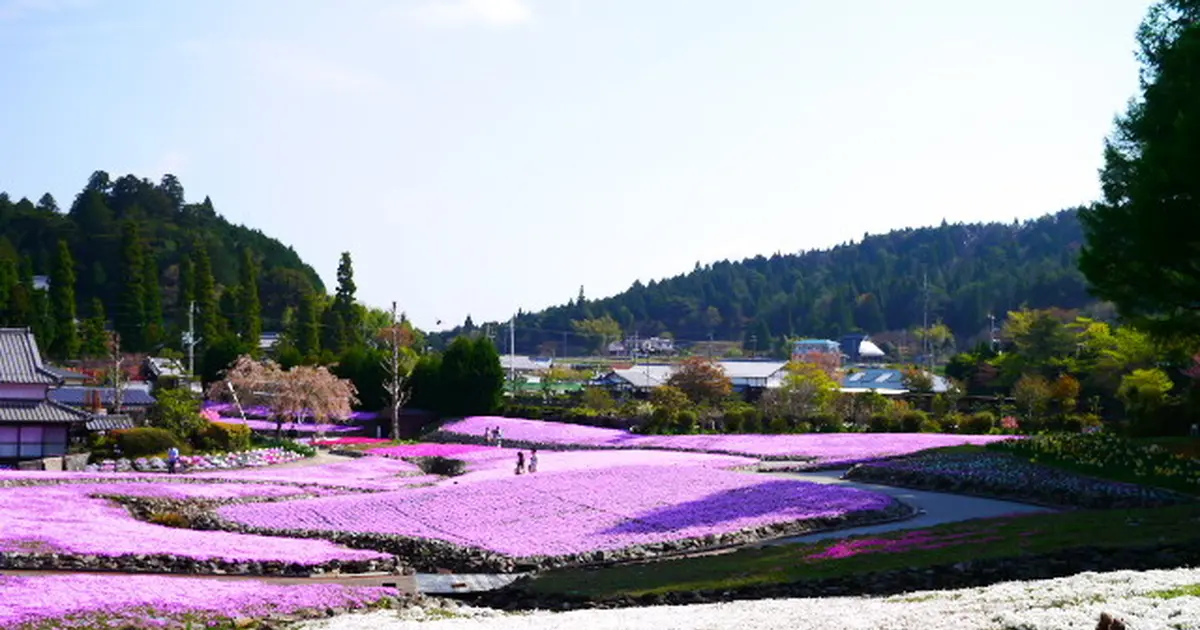 新しいプラン 三田市の芝桜 花のじゅうたんとお蕎麦を巡る旅 を投稿しました 16 04 27 21 52 Holiday ホリデー