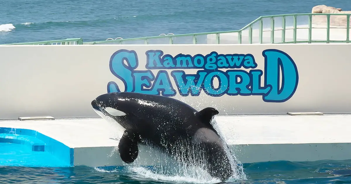 【鴨川シーワールドの楽しみ方完全ガイド】水族館の見どころや