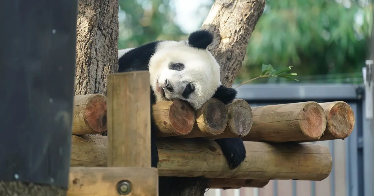 21年最新 東京でおすすめの動物園11選 Holiday ホリデー