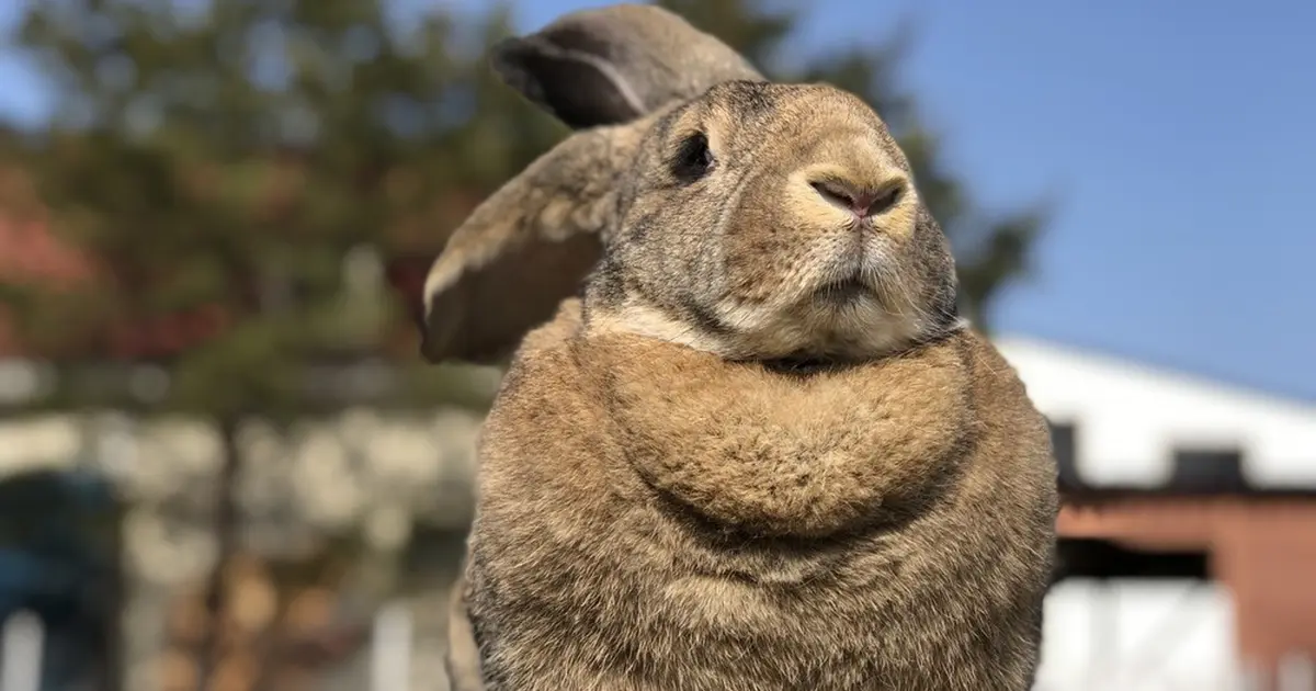 もふっ とした生き物たちに会いに行こう もふもふ広場 イルミネーション 池袋で開催 Holiday ホリデー