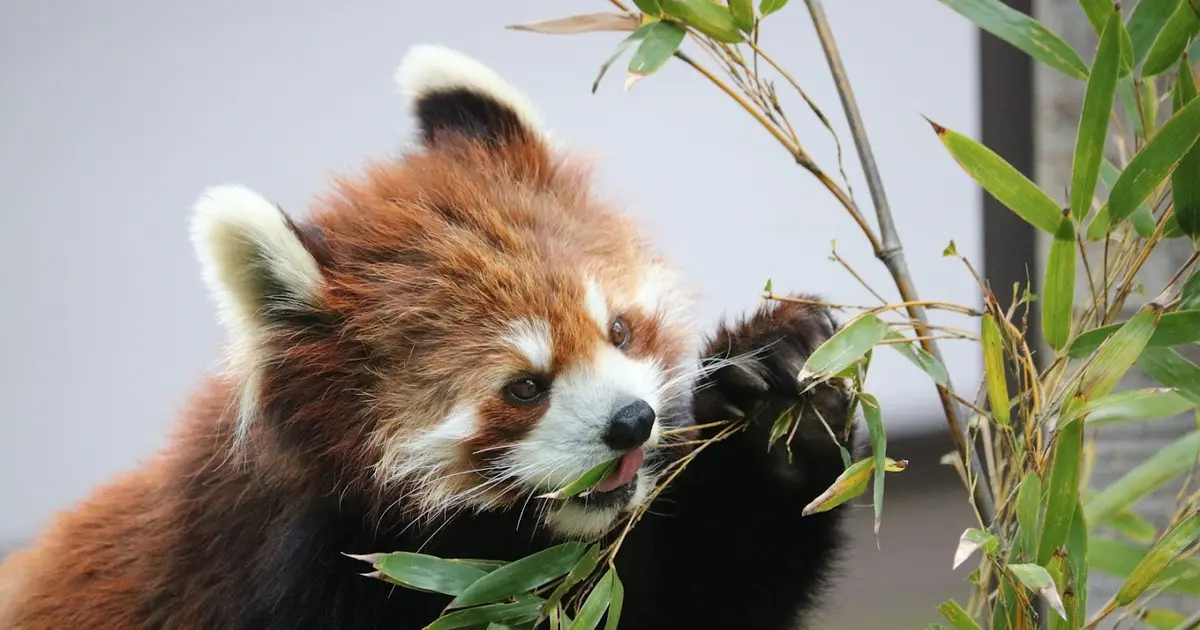 千葉市動物公園 ふれあい動物の里へ行くなら おすすめの過ごし方や周辺情報をチェック Holiday ホリデー