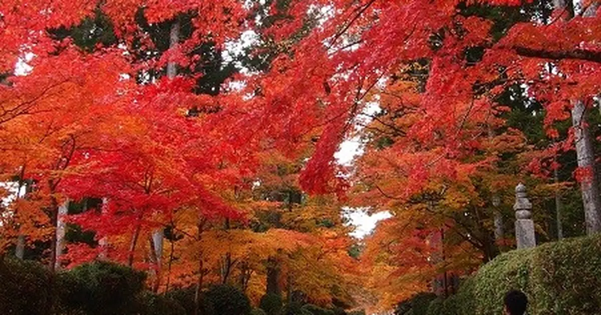 世界遺産 高野山へ 紅葉を見に行こう Holiday ホリデー