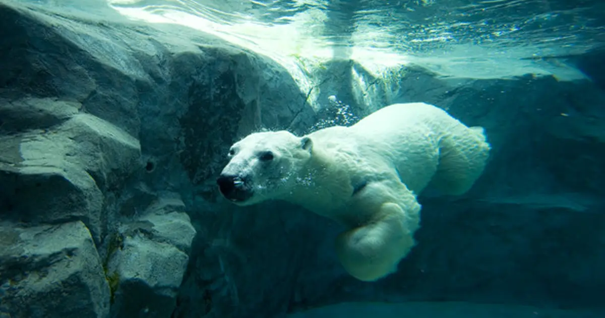 地元民オススメ 旭山動物園と一緒に行きたい周辺スポット Holiday ホリデー