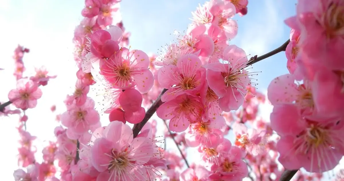 梅は咲いたか桜はまだかいな 安八の百梅園 Holiday ホリデー